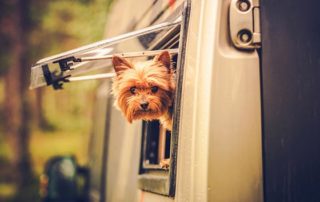 wohnmobilreisen-mit-haustier