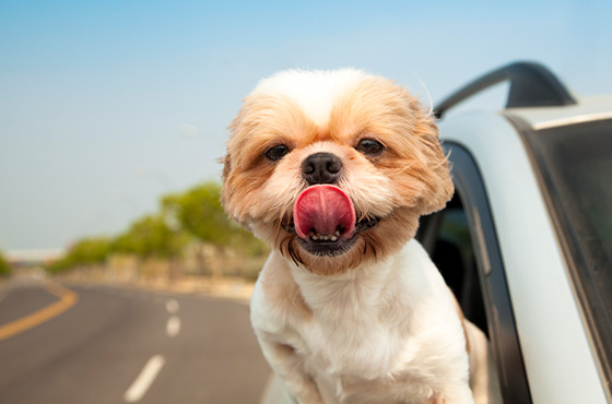 tierfreundliche_reiseziele_wohnmobil