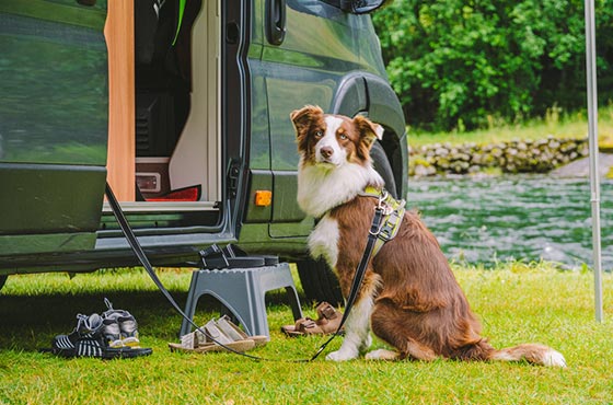 hund-im-wohnmobil